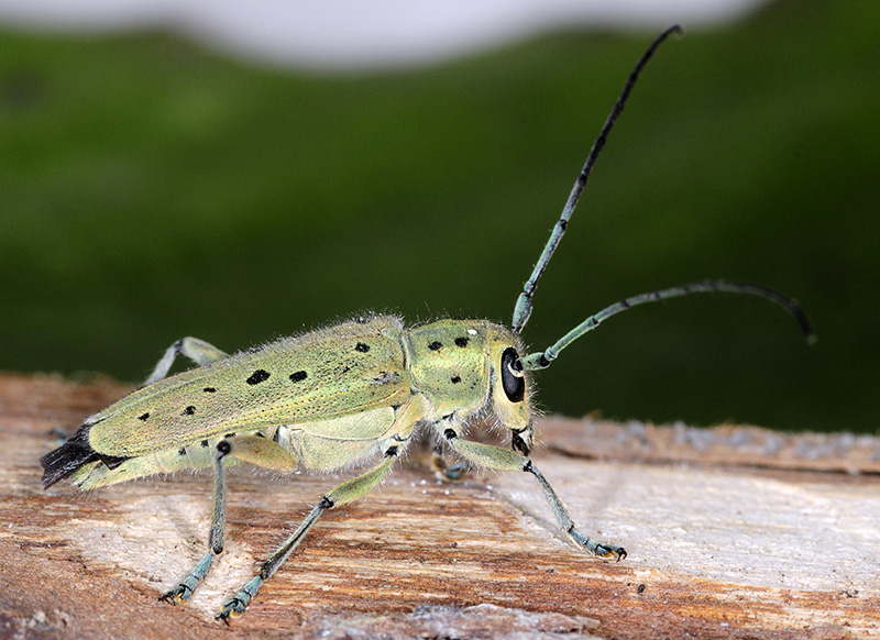 Saperda punctata