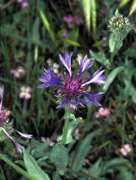 Echinops