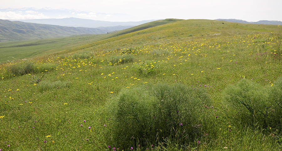 Steppes in Kasristskali environs