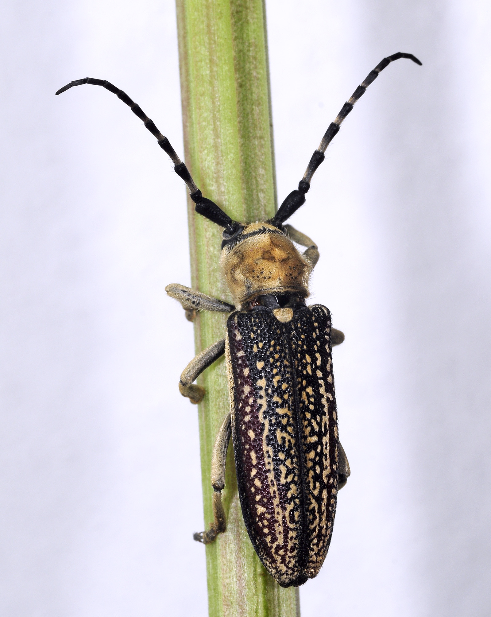 Mallosia galinae female