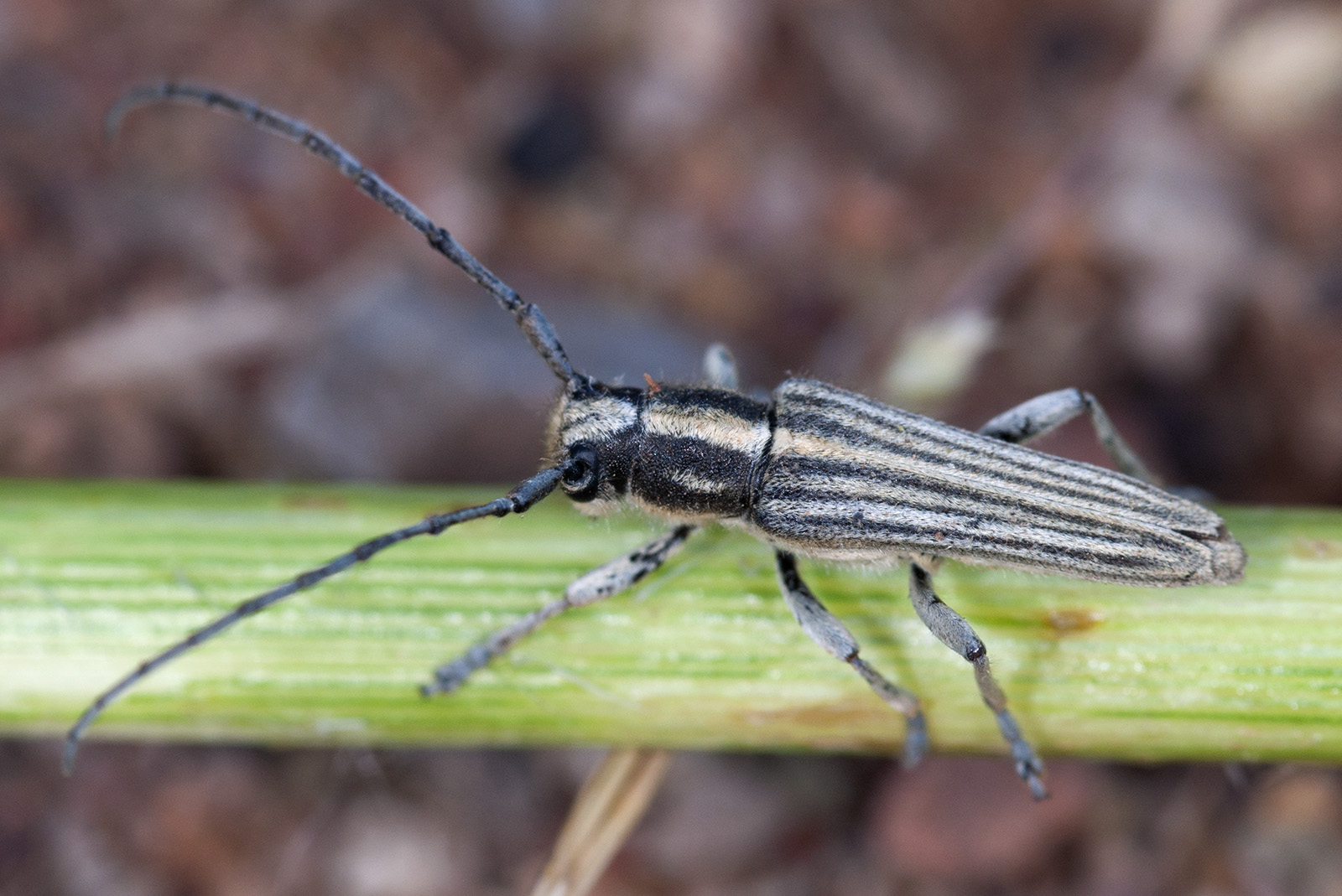 Phytoecia luteovittigera