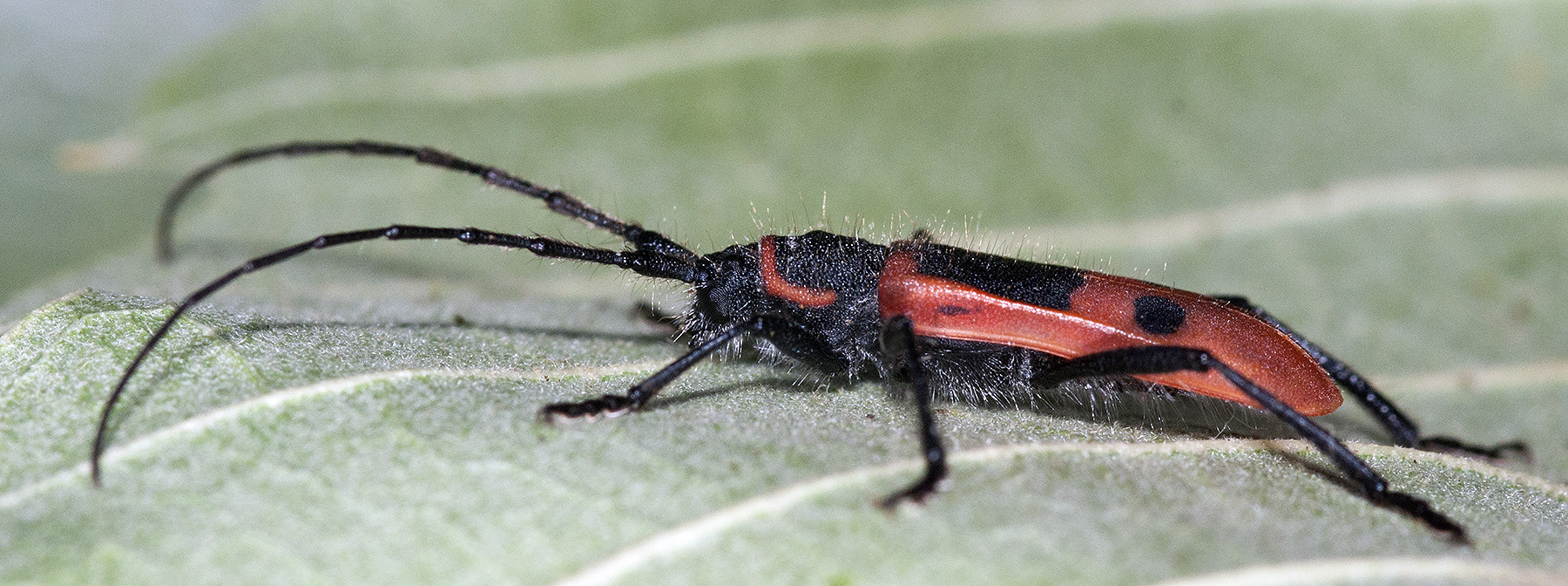 Calchaenesthes diversicollis