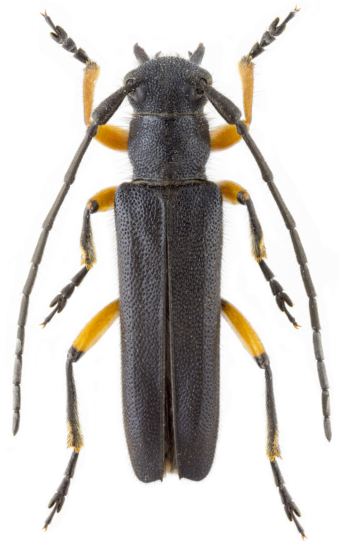 Phytoecia truncatipennis