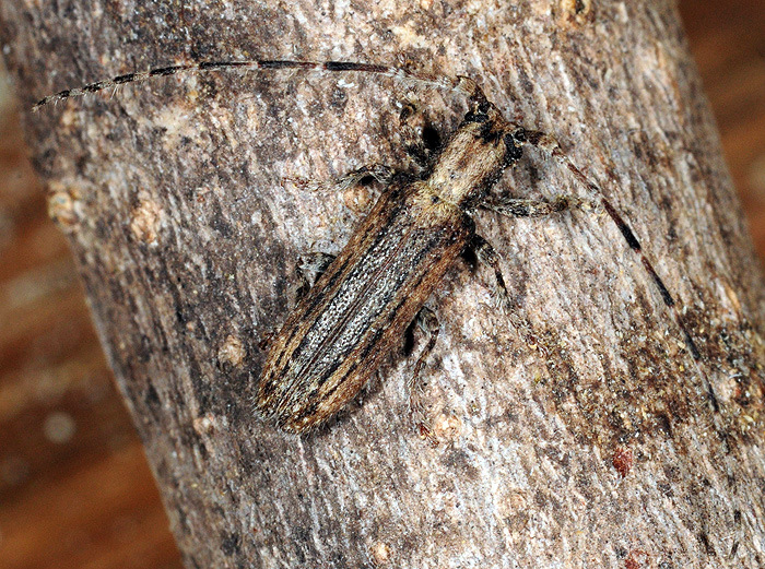 Deroplia troberti troberti