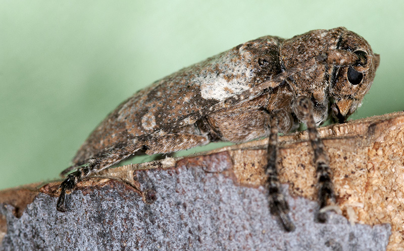 Niphona picticornis