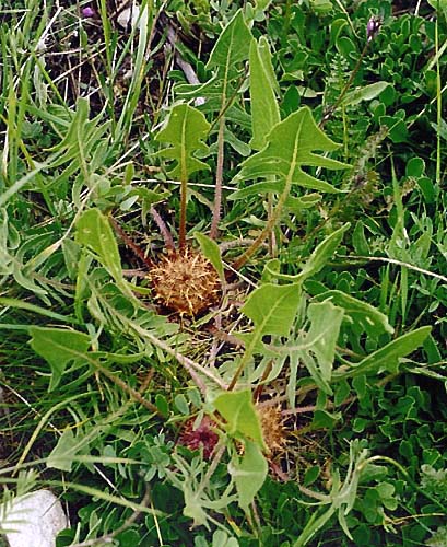 Centaurea urvillei