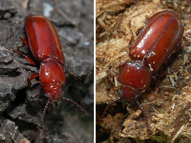 Parandra brunnea