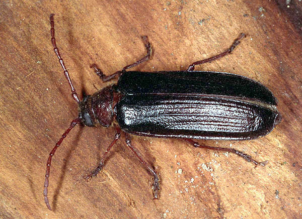 Tragosoma depsarium