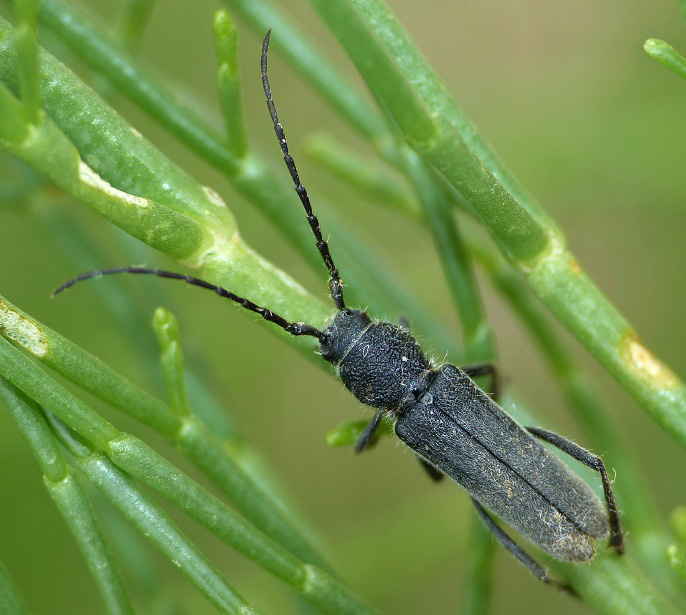 Anoplistes galusoi