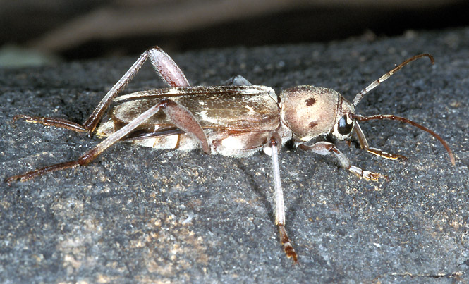 Xylotrechus smei