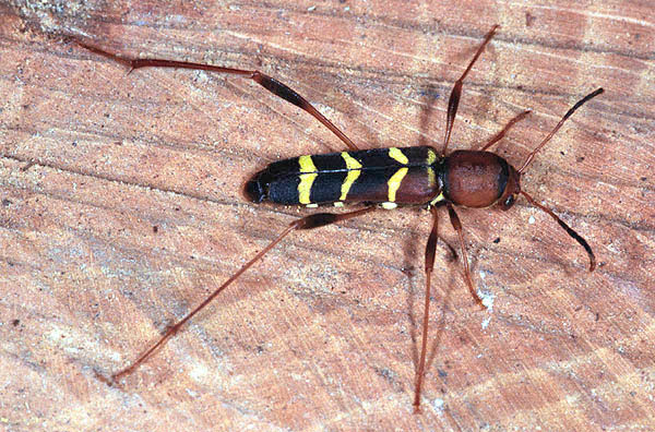 Neoclytus acuminatus acuminatus