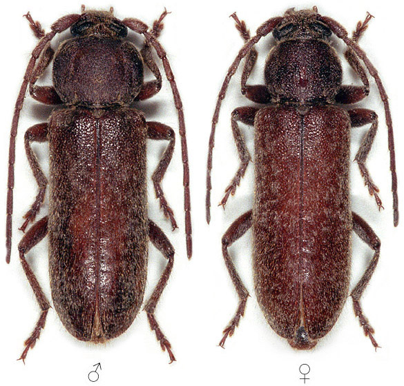 Trichoferus spartii