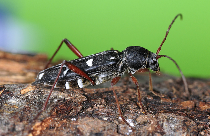 Isotomus barbarae