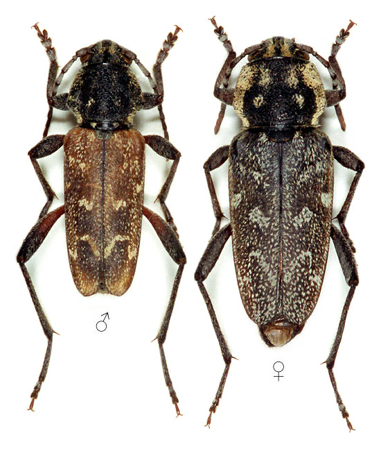 Xylotrechus rusticus