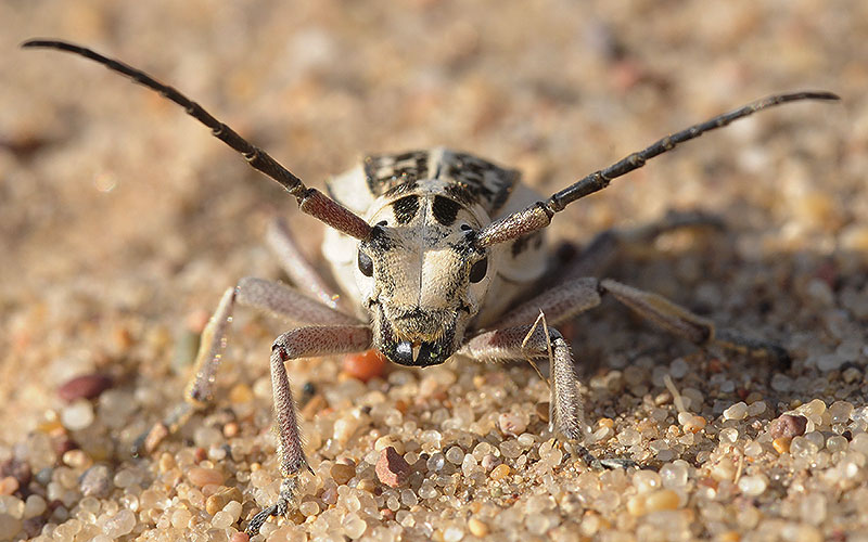 Dorcadion irinae