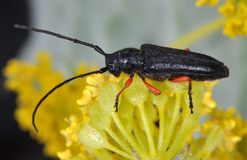 Phytoecia pici