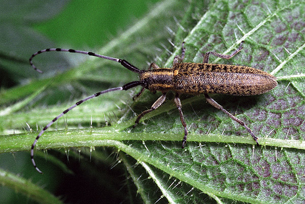 Agapanthia villosoviridescens