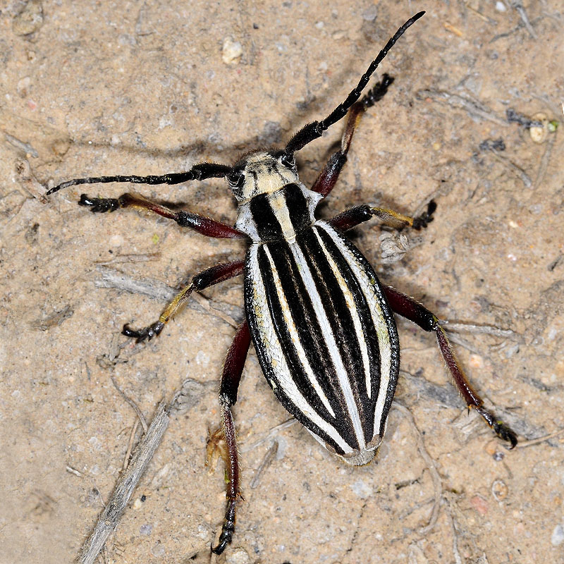 Dorcadion archarlense female