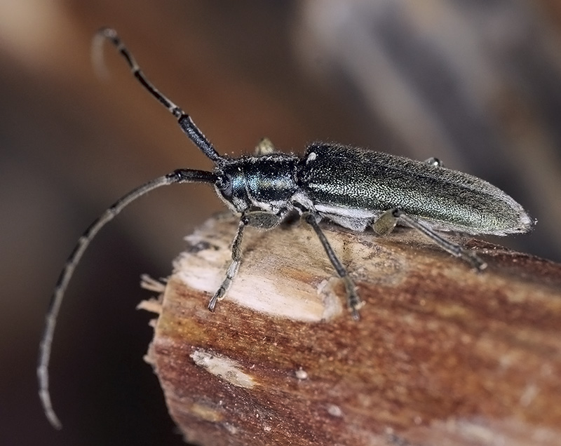 Agapanthia viti