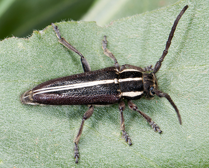 Phytoecia compacta compacta