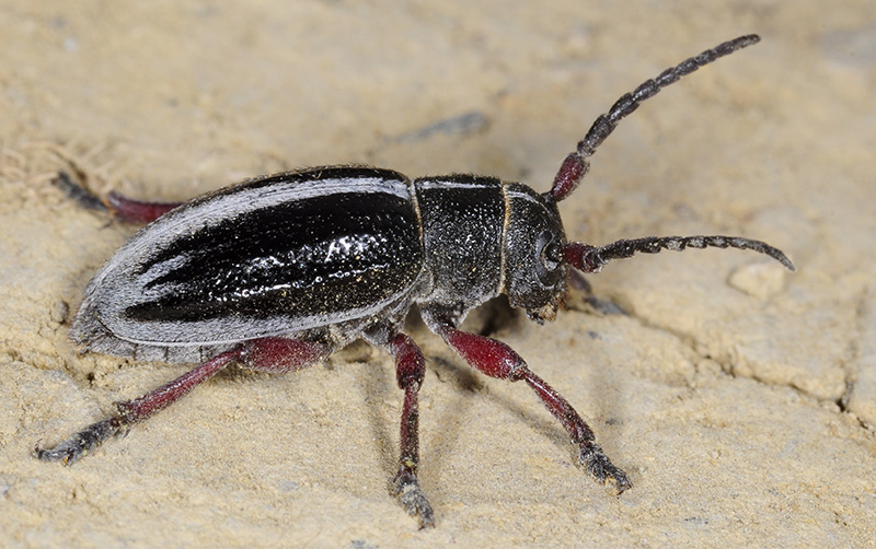 Dorcadion gallipolitanum fumidum