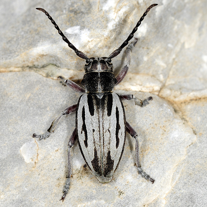 Dorcadion ljubetense ljubetense