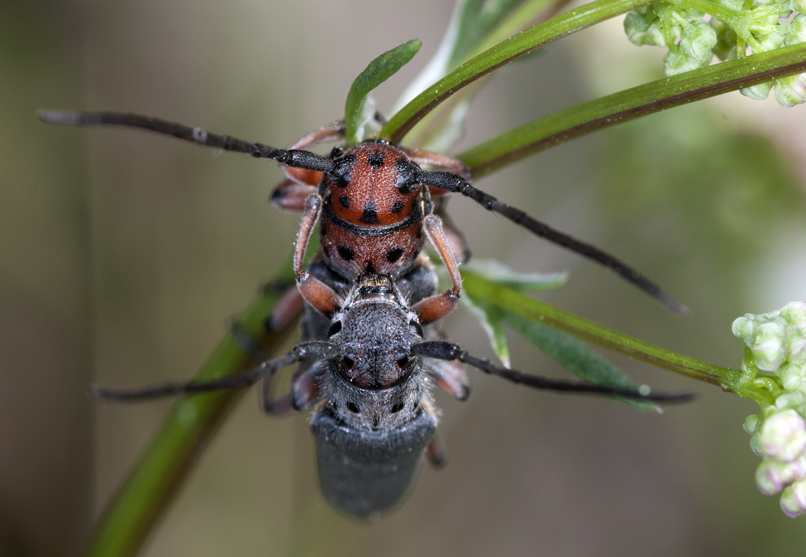 Phytoecia rubropunctata