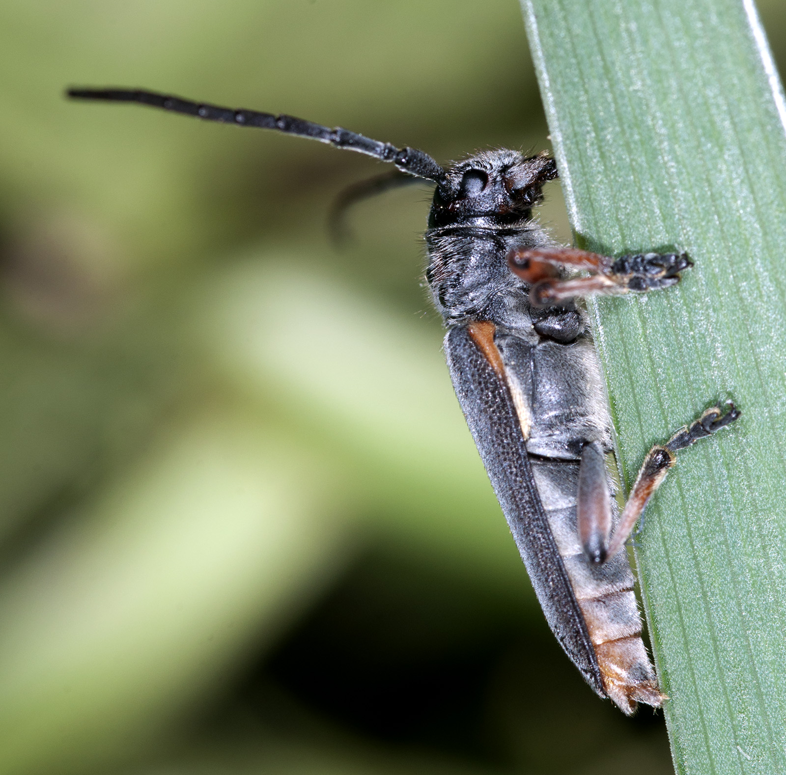 Phytoecia rubropunctata