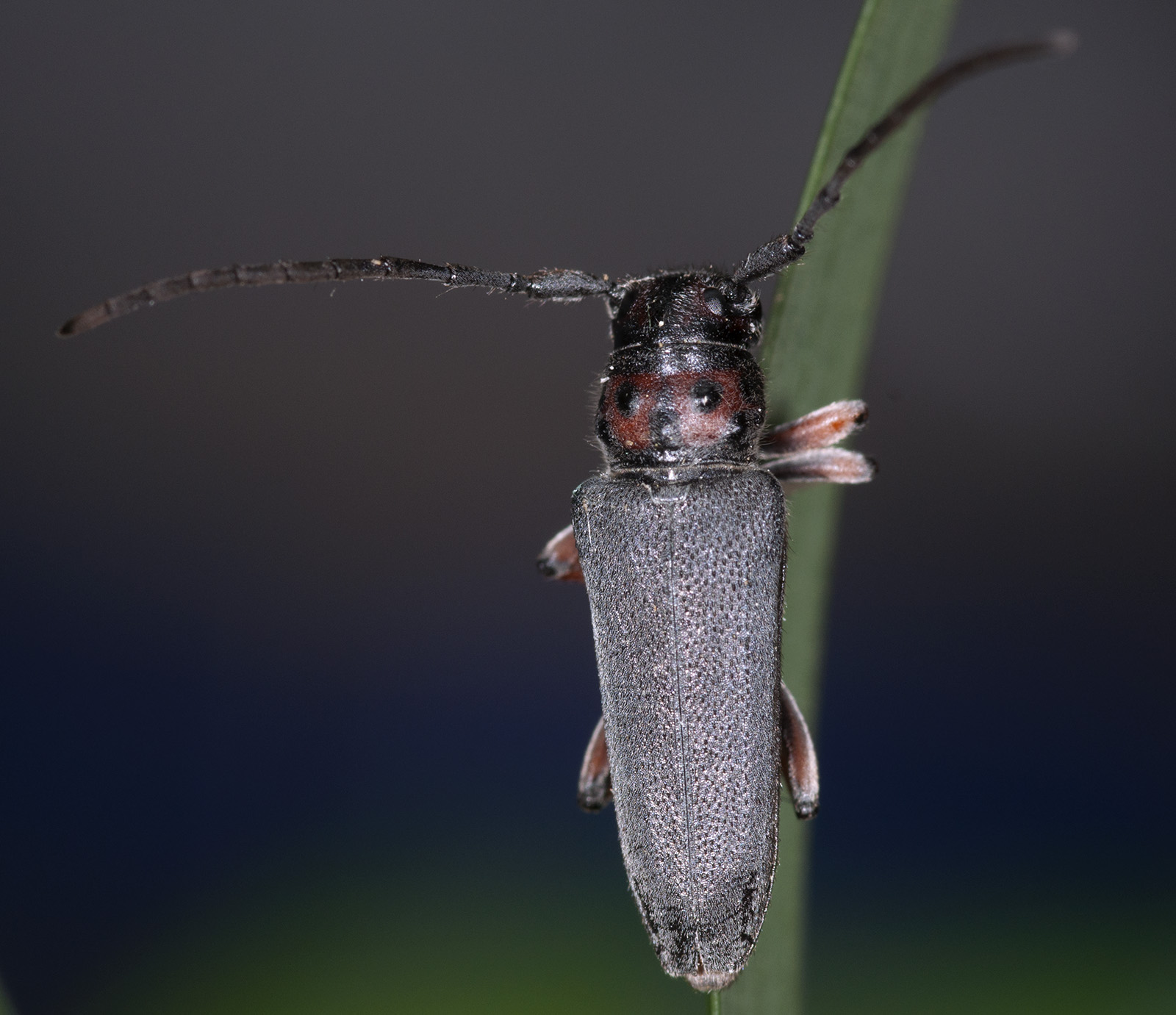 Phytoecia rubropunctata