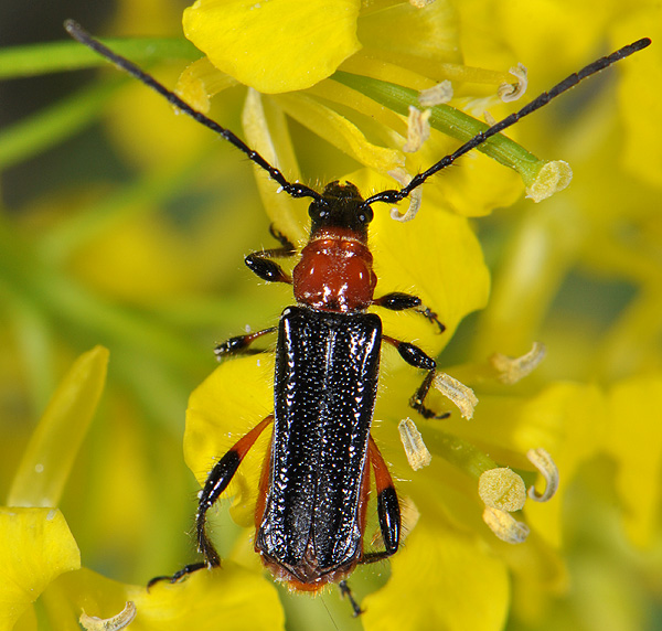 Lampropterus femoratus