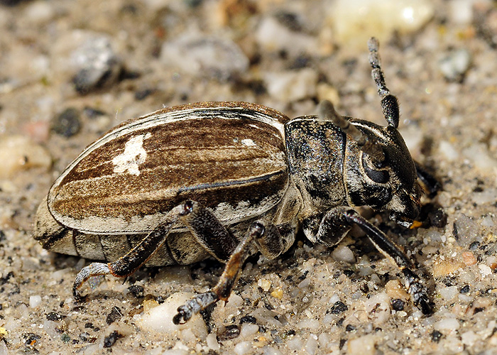 Dorcadion equestre reclinatum