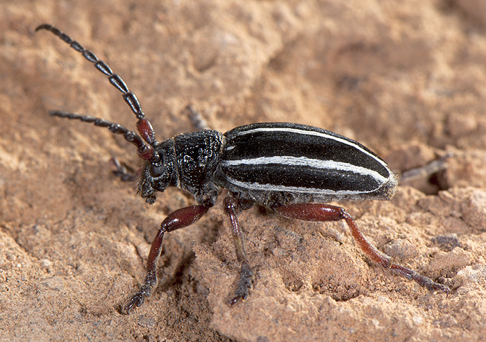 Dorcadion scabricolle scabricolle