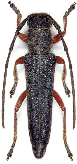 Phytoecia erythrocnema