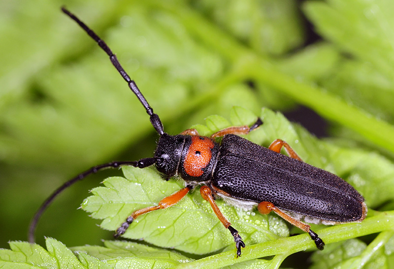 Phytoecia affinis affinis