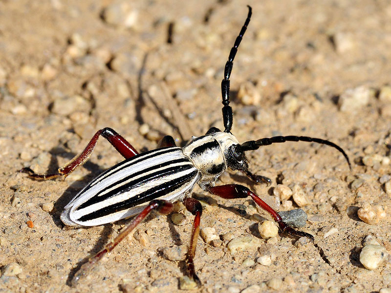 Dorcadion balchashense betpakdalense male