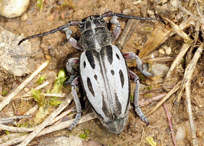 Dorcadion ljubetense ljubetense