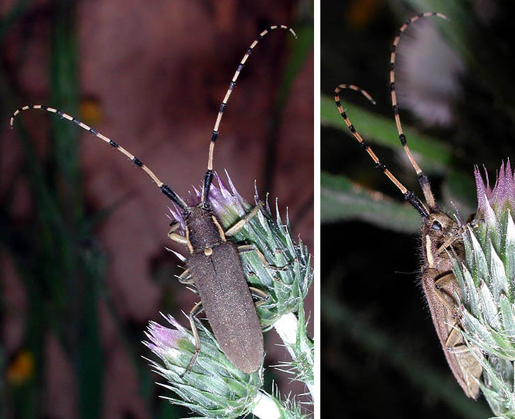 Agapanthia annularis