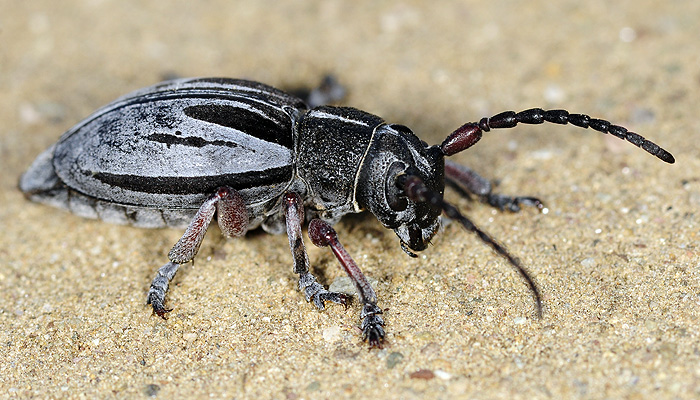 Dorcadion obenbergeri