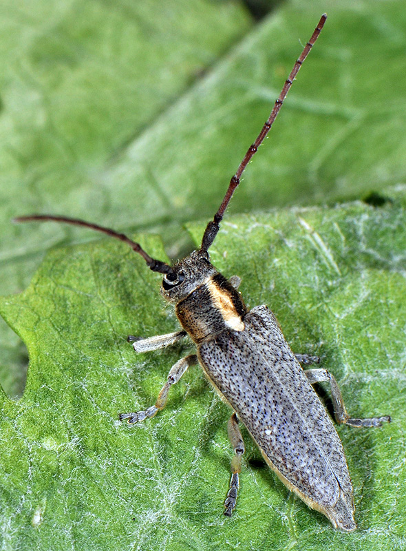 Phytoecia speciosa