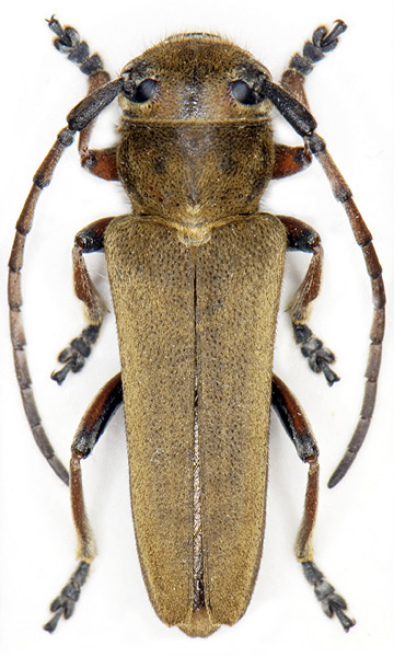 Phytoecia cephalotes