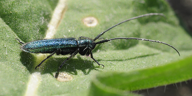 Agapanthia persicola