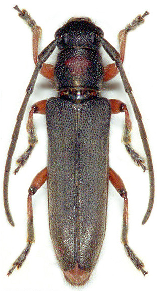 Phytoecia vulneris vulneris