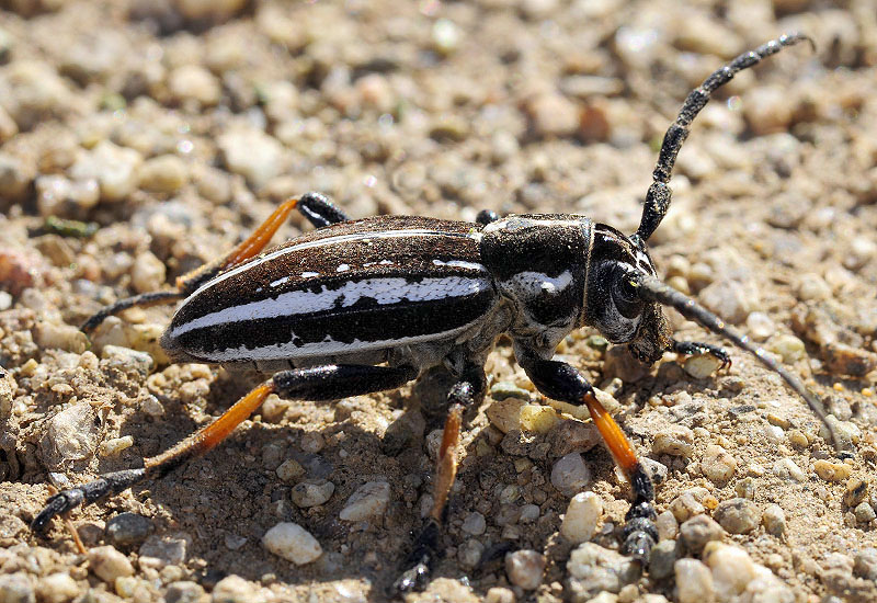 Dorcadion cephalotes male