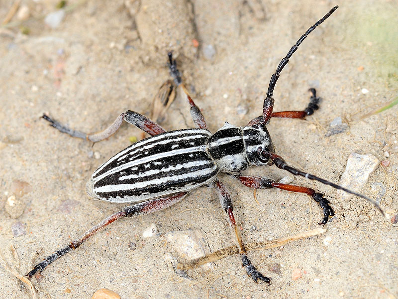 Dorcadion kapchagaicum