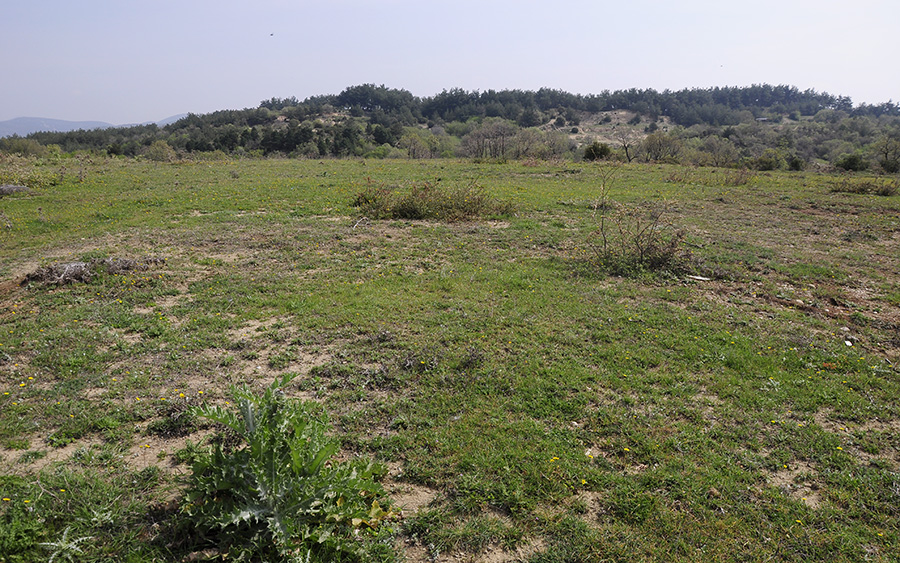 Dorcadion gallipolitanum fumidum - habitat