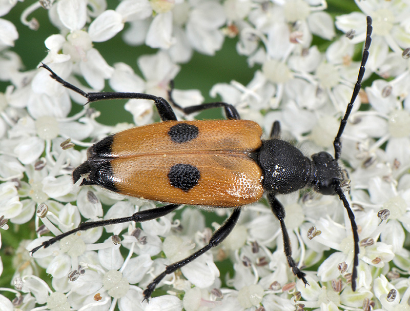 Batesiata tesserula