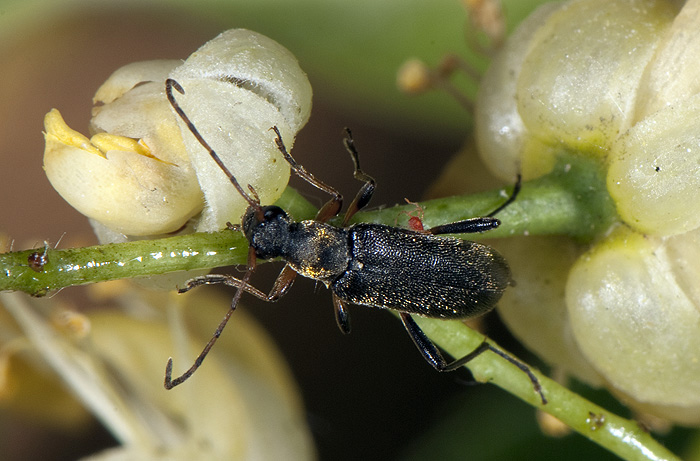 Grammoptera ruficornis