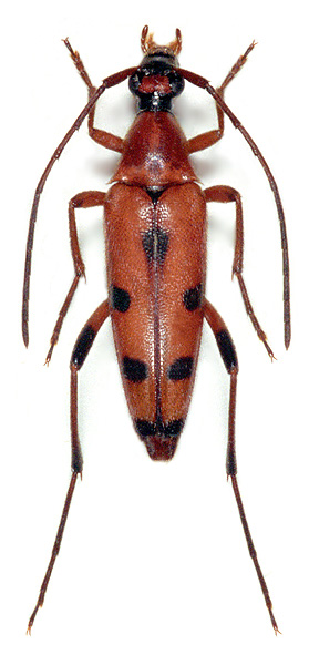 Stenurella septempunctata