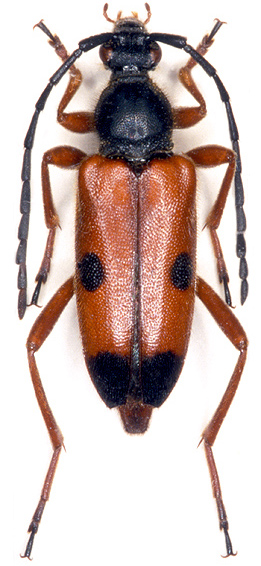 Stictoleptura rufa rufa