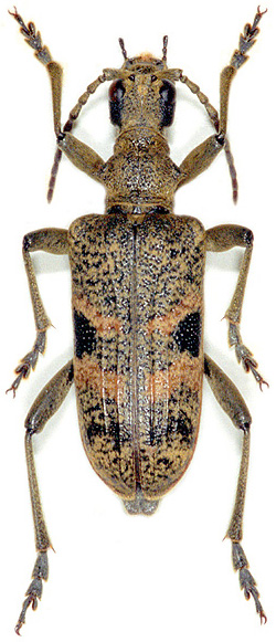 Rhagium mordax